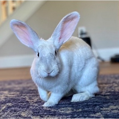 photo of a white rabbit