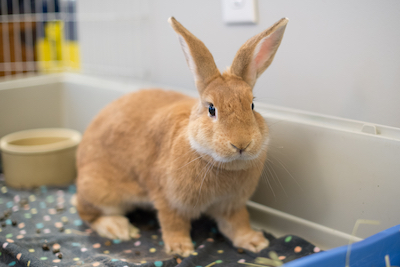 Autumn, adoptable from Triangle Rabbits