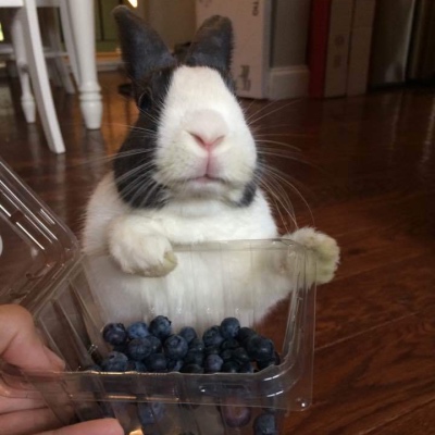 Rocky the dutch rabbit, with blueberries