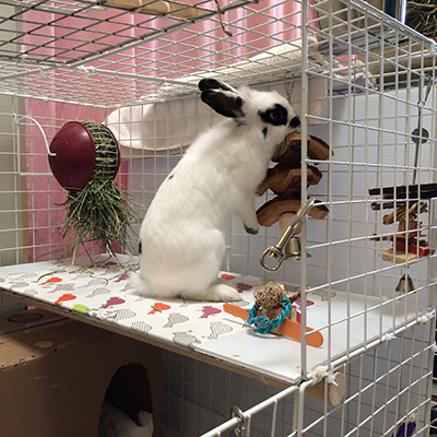 Active bunny with enrichment opportunities