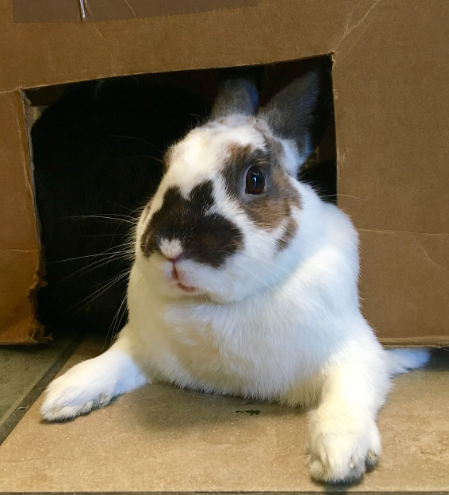 rabbit in box