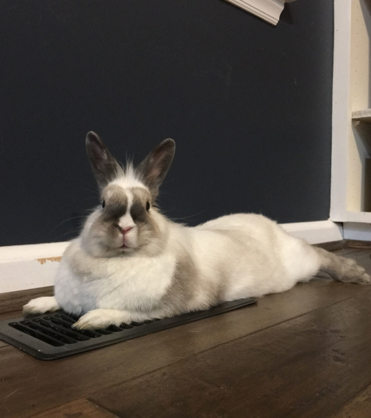 Rabbit on air conditioning vent