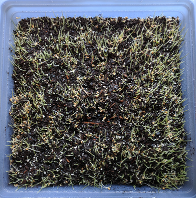 Sprouted, uncovered wheatgrass!