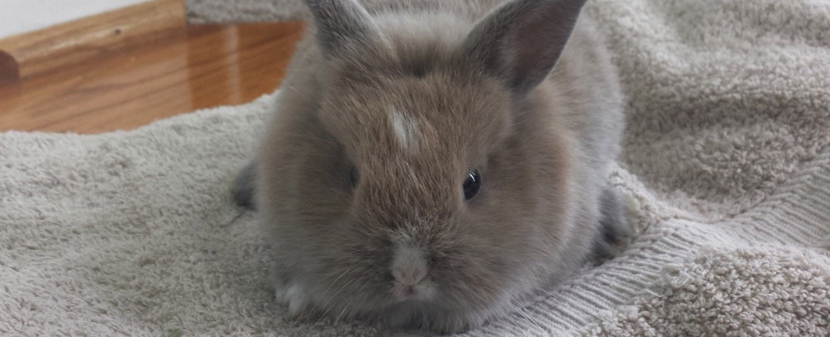 Baby brown bunny with a white nose