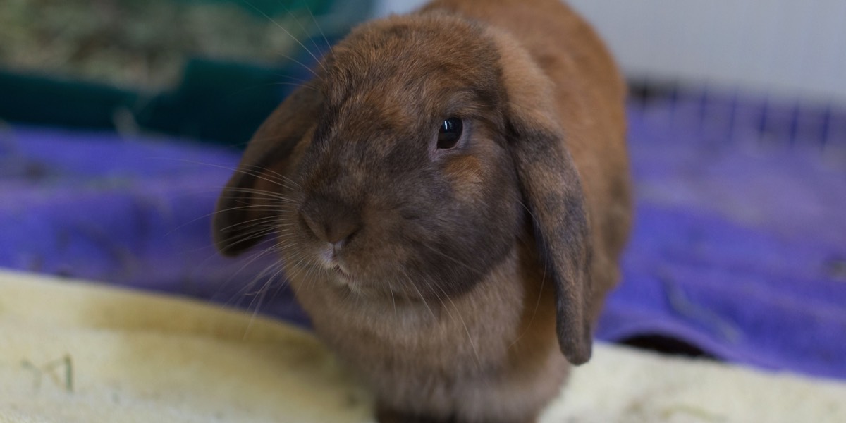 Dark brown lop rabbit