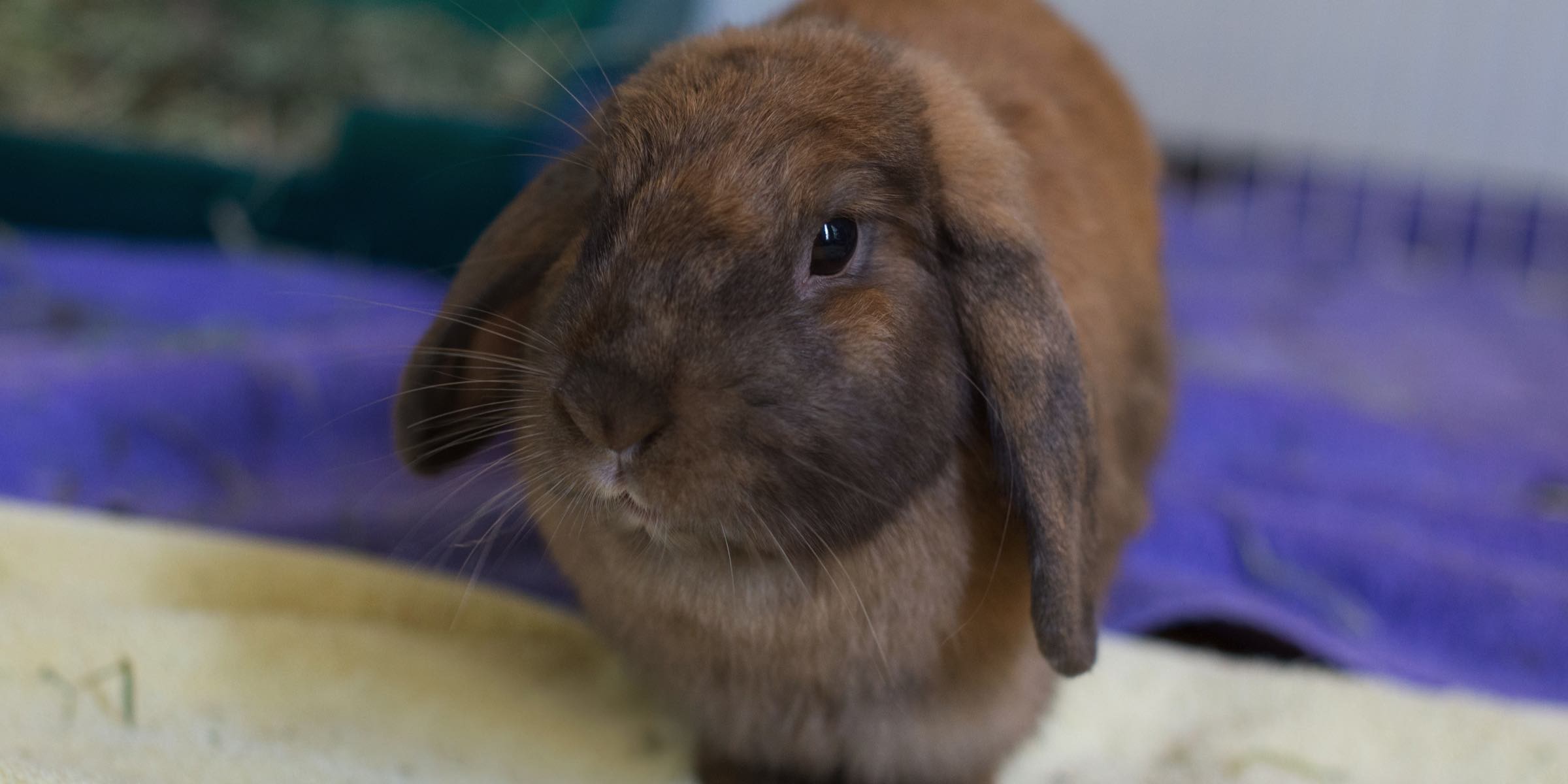 Lop bunny hot sale adoption