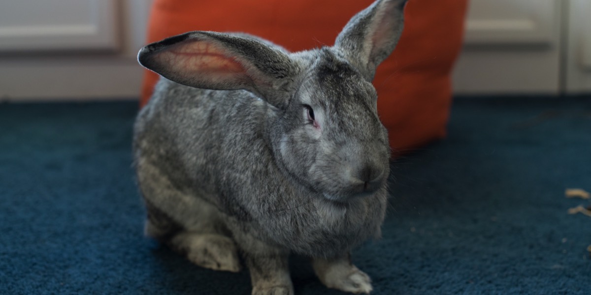 Gray Flemish giant rabbit on blue rug