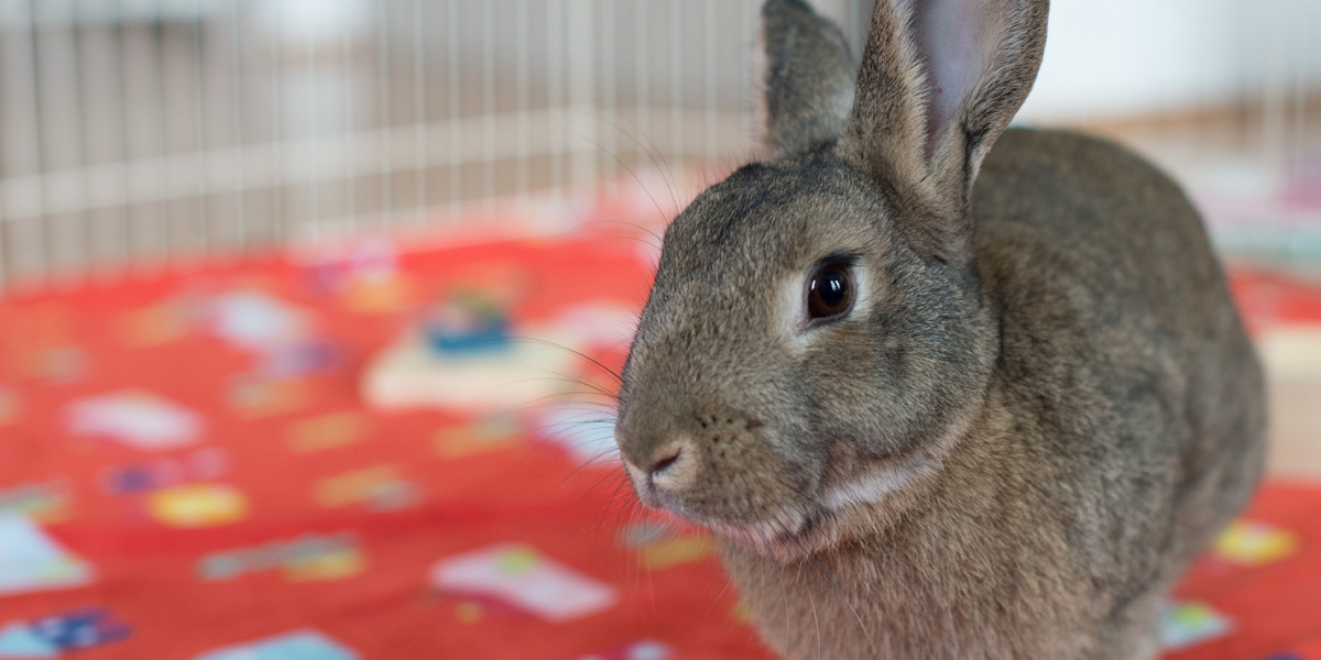 foster bunnies near me