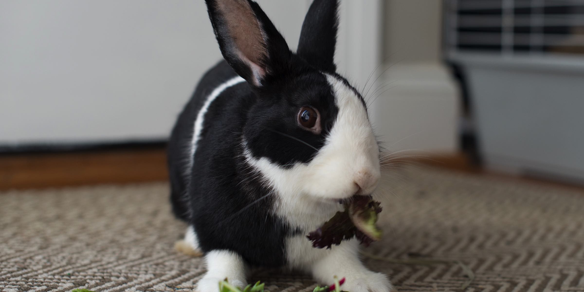 adopting a bunny near me