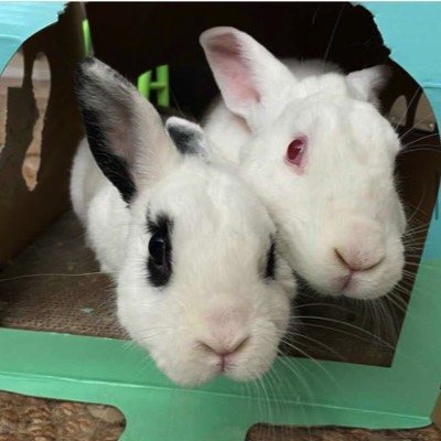 photo of two rabbits