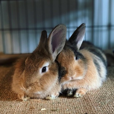 photo of two rabbits