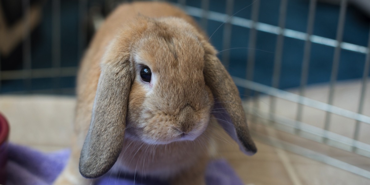 Brown lop rabbit