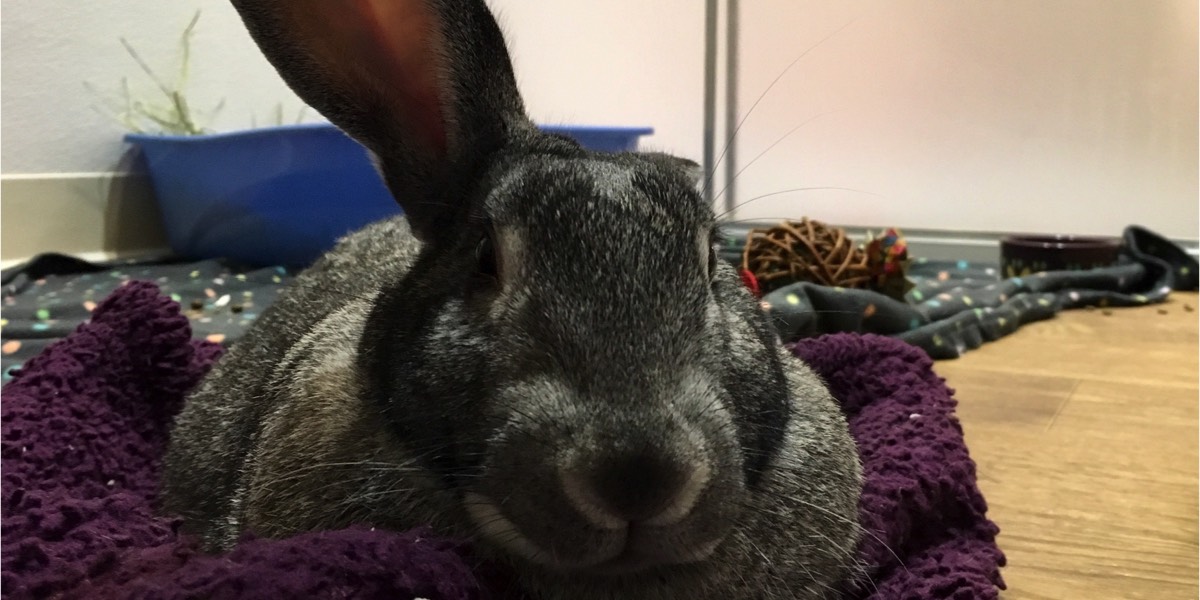 American chinchilla rabbit laying on a purple blanket