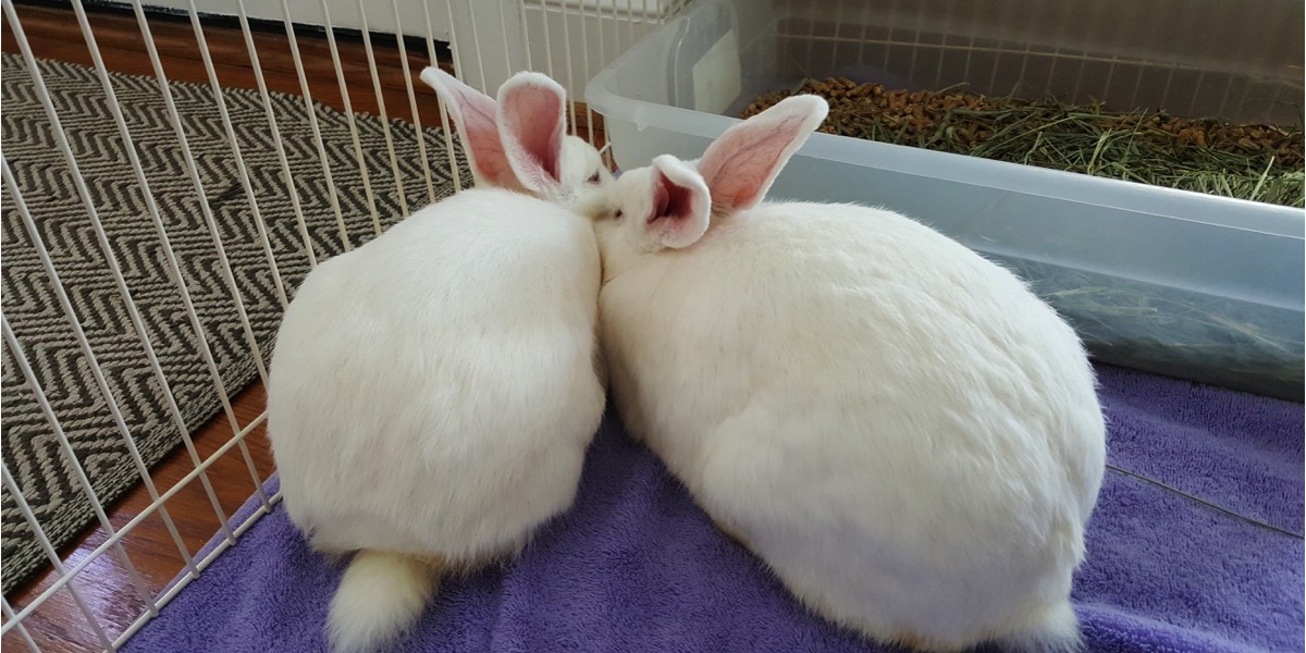 Two white rabbits cuddled together
