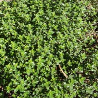 Thyme plant