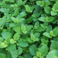 Lemon balm plant