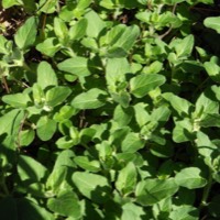 Oregano plant