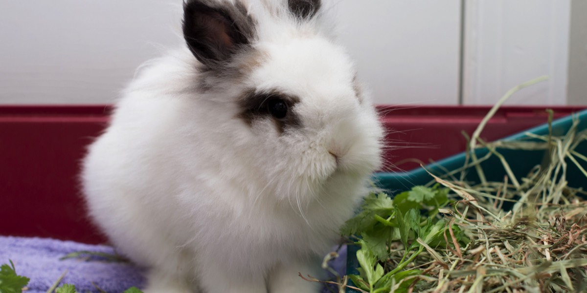 White and brown rabbit eating cilantro
