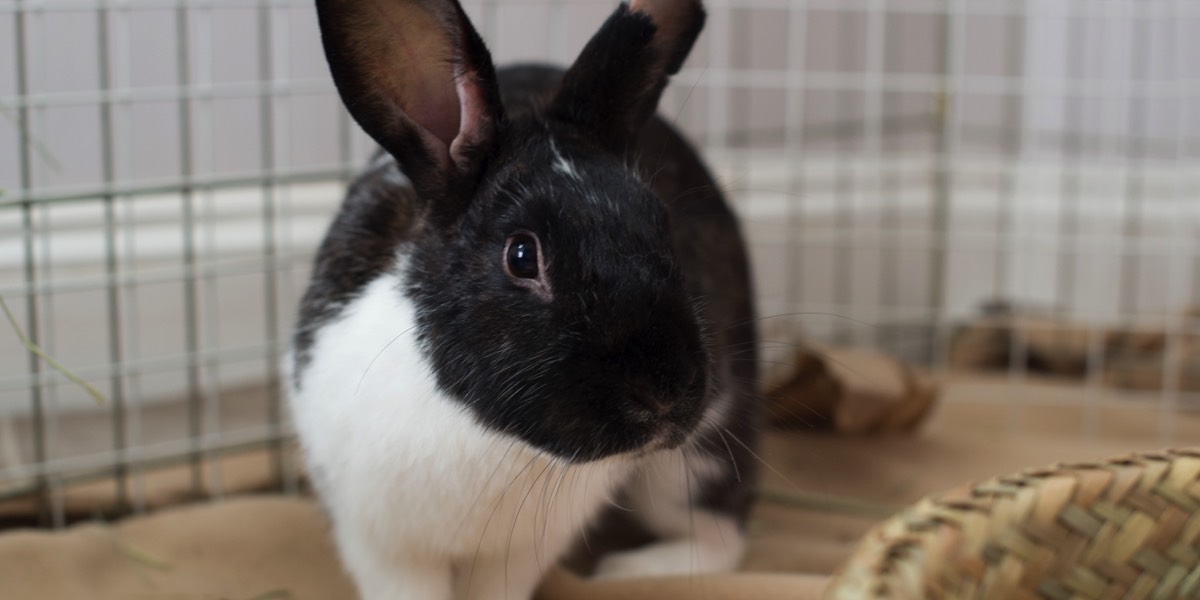 White and black rabbit
