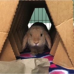 photo of tan rabbit in a tunnel