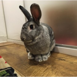 photo of a gray rabbit