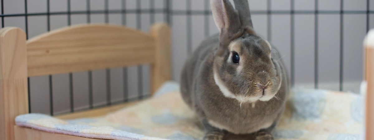 photo of a gray rex rabbit