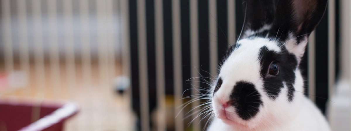 photo of a black and white rabbit