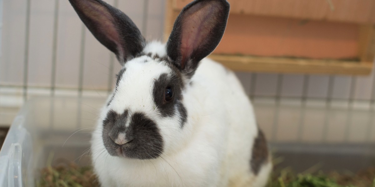 White and brown rabbit in a litter box