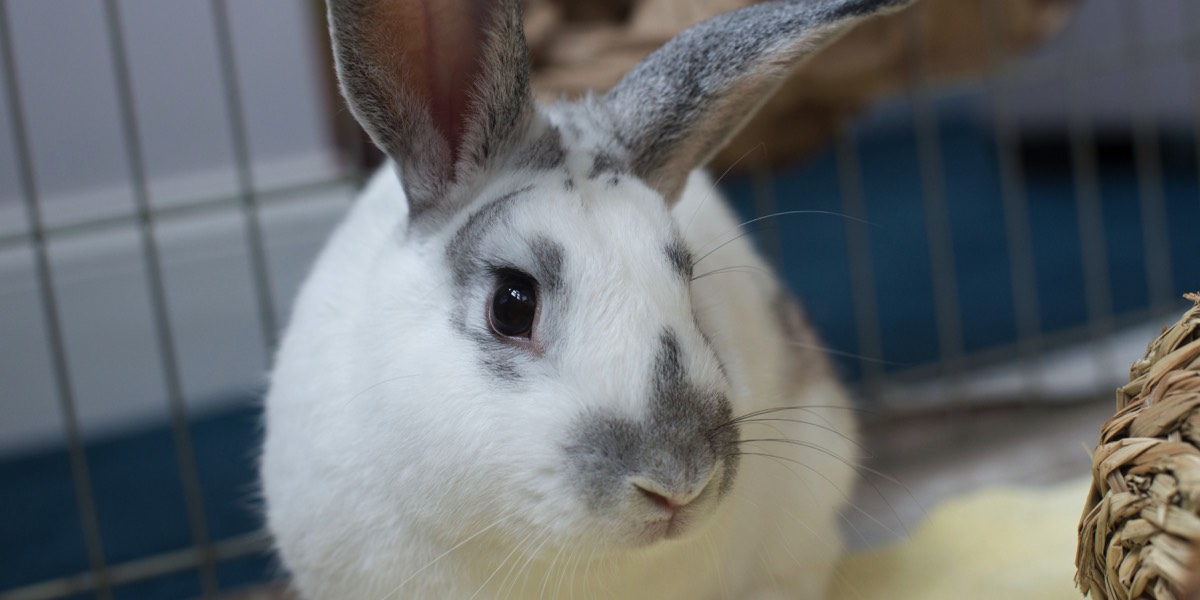 White and gray rabbit