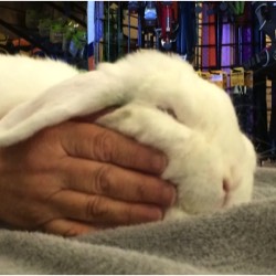 photo of a white rabbit having TTouch therapy