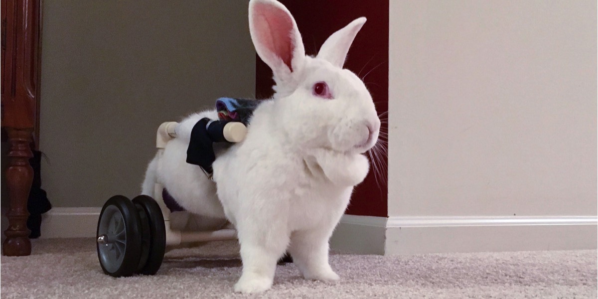 White rabbit in a pet wheelchair