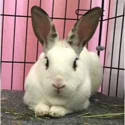 photo of a white and brown spotted rabbit