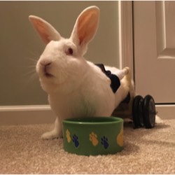 photo of white rabbit in a cart