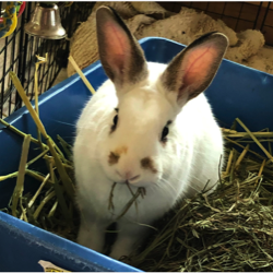 photo of a white and brown spotted rabbit