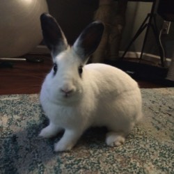 photo of a black and white rabbit