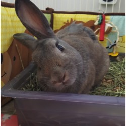 photo of gray rabbit with head tilt