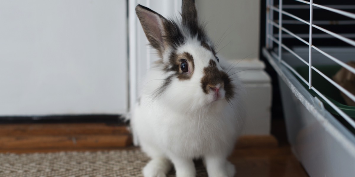 White and brown lionhead rabbit