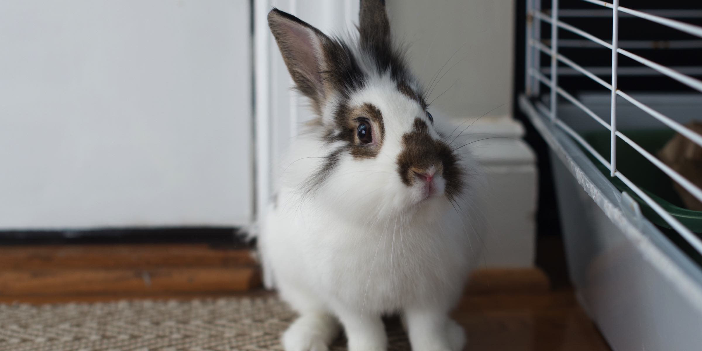 clinic for rabbits near me