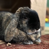 photo of a brown lop rabbit