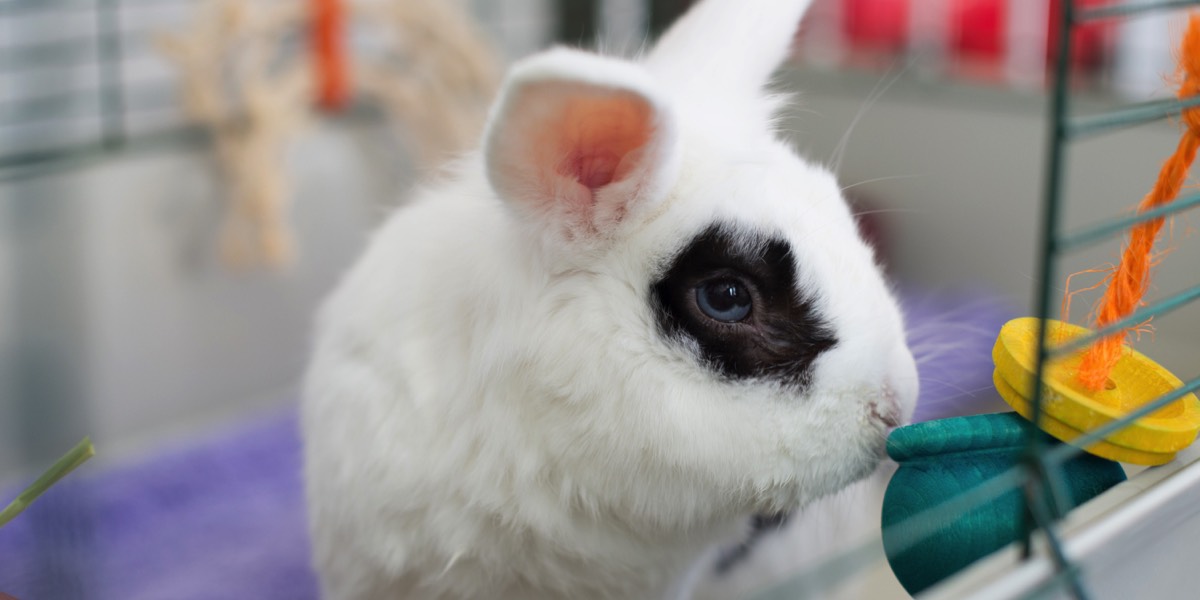 White and black rabbit with toy