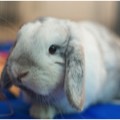 photo of gray lop rabbit