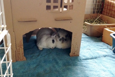 Harley snuggling with his bonded friend