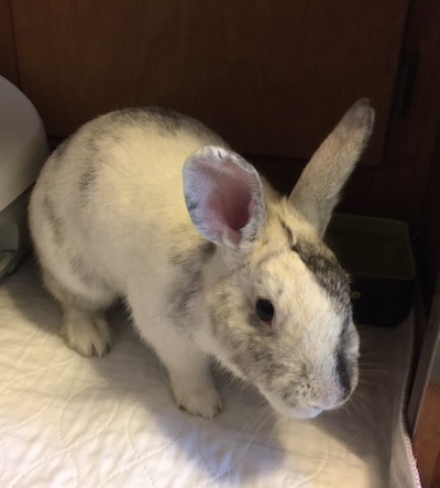 Chip, adoptable from Triangle Rabbits