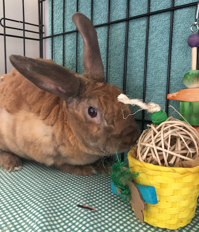 Ditto, adoptable from the SPCA of Wake County