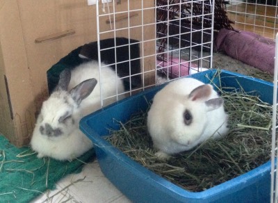 Harley, a rabbit with e. cuniculi