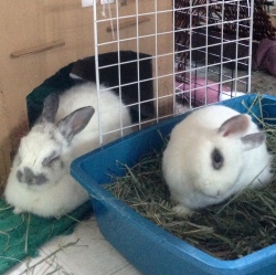 Harley, a rabbit with e. cuniculi