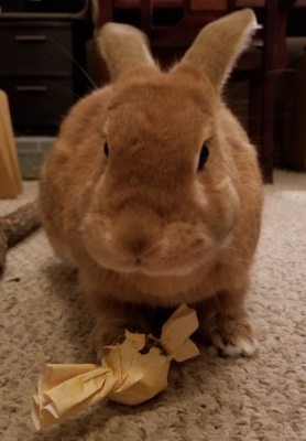 Autumn with a favorite treat from Dr. Doogs