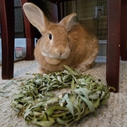 Autumn with a willow wreath