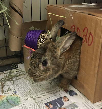 Brett, adoptable from the SPCA of Wake County