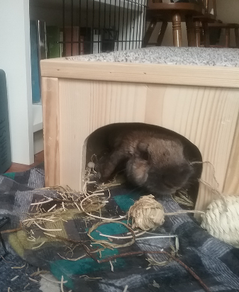 Rabbit in wood hut